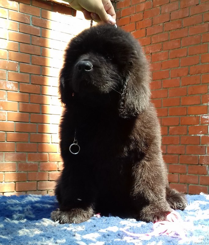 Фото: ньюфаундленд Super Premium YEdda-Brunhil'da (Супер Премиум Эдда-Брунхильда)