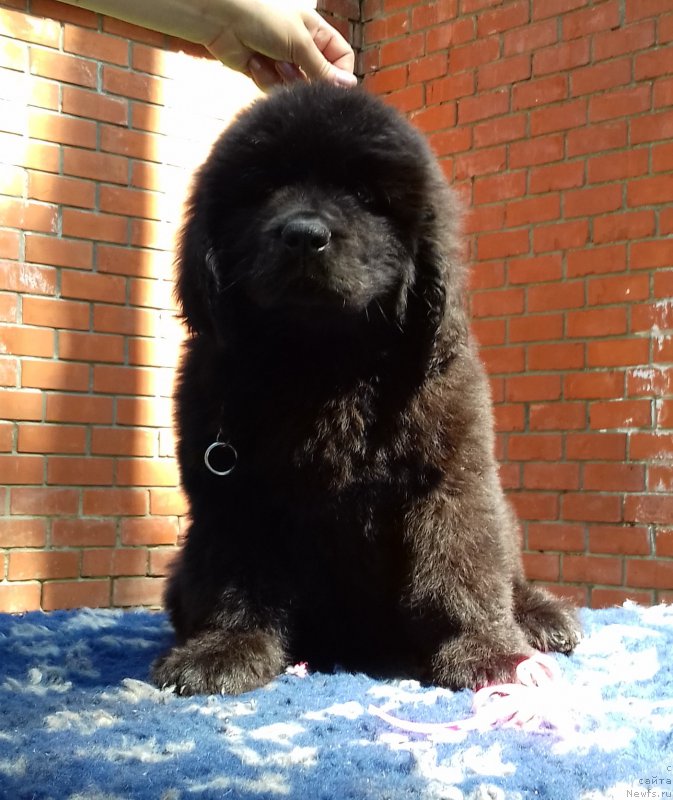 Фото: ньюфаундленд Super Premium YEdda-Brunhil'da (Супер Премиум Эдда-Брунхильда)