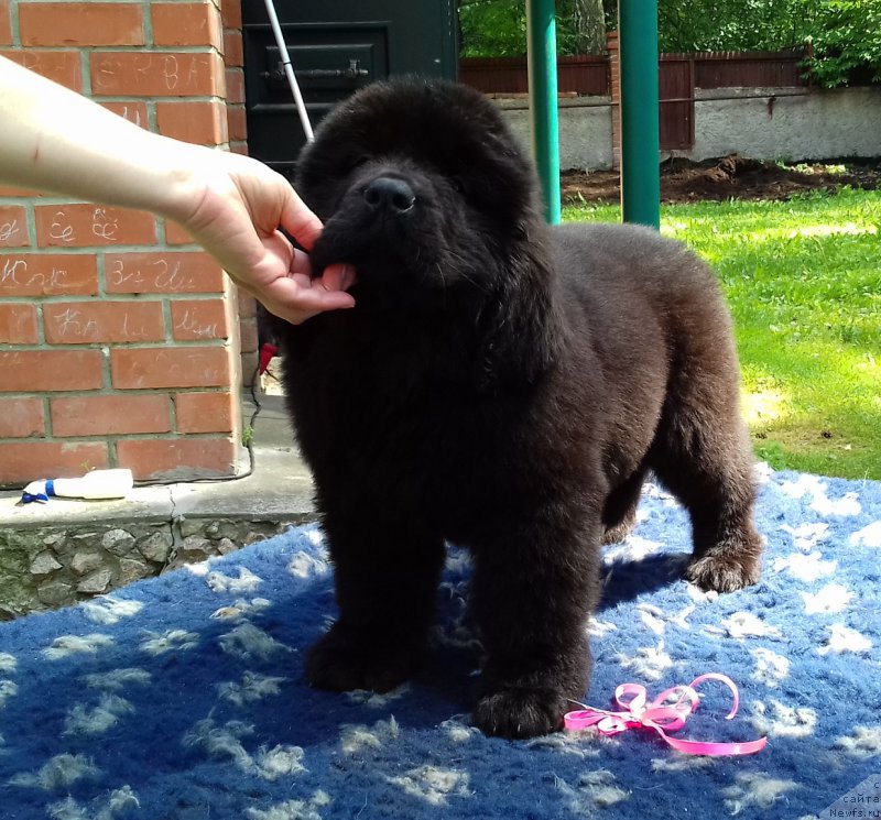 Фото: ньюфаундленд Super Premium YEdda-Brunhil'da (Супер Премиум Эдда-Брунхильда)