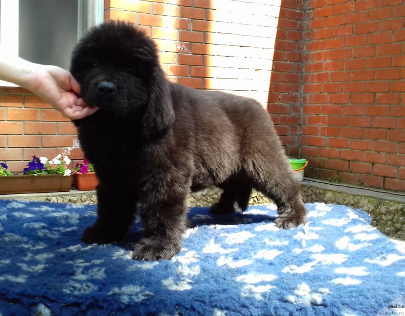 Фото: ньюфаундленд Super Premium YEdda-Brunhil'da (Супер Премиум Эдда-Брунхильда)