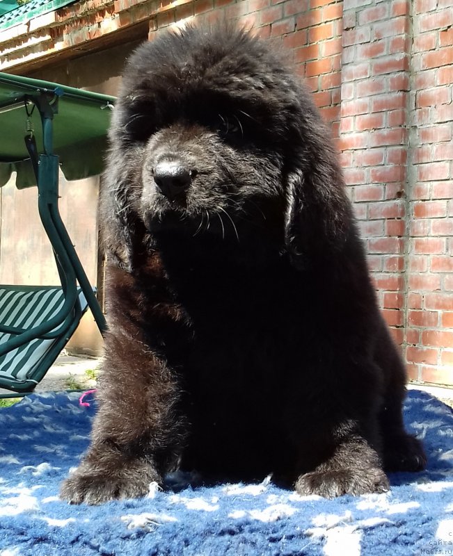 Фото: ньюфаундленд Super Premium YEdda-Brunhil'da (Супер Премиум Эдда-Брунхильда)