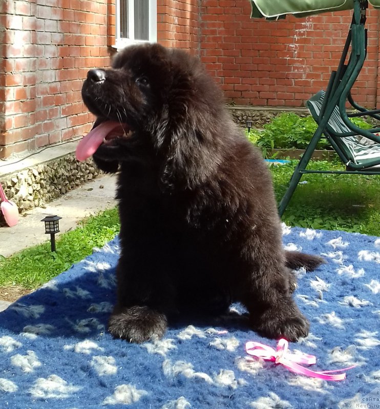 Фото: ньюфаундленд Super Premium YEdda-Brunhil'da (Супер Премиум Эдда-Брунхильда)