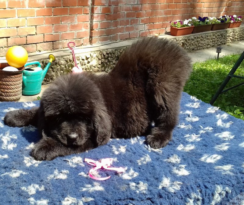 Фото: ньюфаундленд Super Premium YEdda-Brunhil'da (Супер Премиум Эдда-Брунхильда)