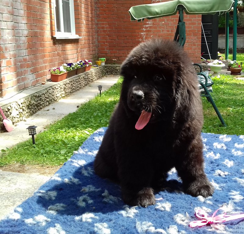 Фото: ньюфаундленд Super Premium YEdda-Brunhil'da (Супер Премиум Эдда-Брунхильда)