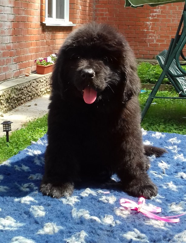 Фотография № 226518