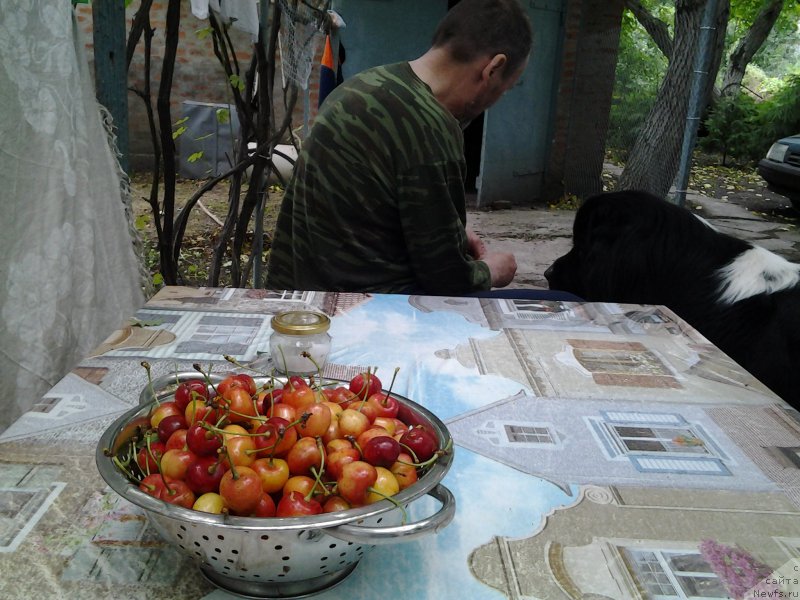 Фото: ньюфаундленд Dar Bogov from Rashn Bear (Дар Богов фром Рашн Беар)