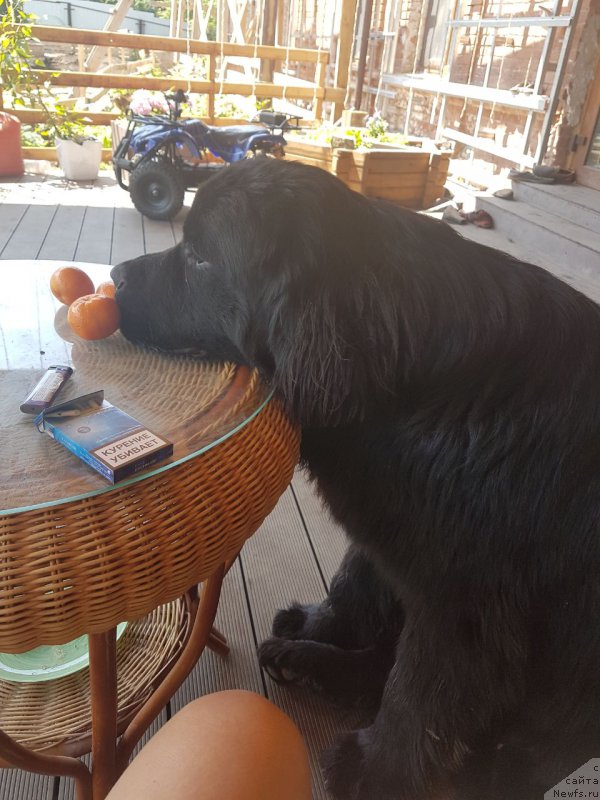 Фото: ньюфаундленд Talisman Morya Korvet (Талисман Моря Корвет)