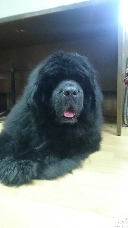 Фото: ньюфаундленд Super Premium Ameliya YEkshen (Супер Премиум Амелия Экшен)