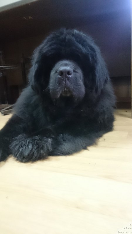 Фото: ньюфаундленд Super Premium Ameliya YEkshen (Супер Премиум Амелия Экшен)