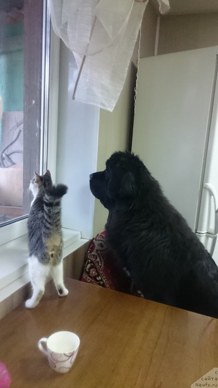 Фото: ньюфаундленд Talisman Morya La-Valetta (Талисман Моря Ла-Валетта)