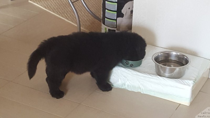 Фото: ньюфаундленд Inviting Look of Love (Инвайтинг Лук оф Лав)