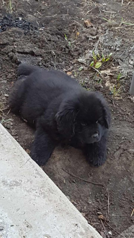 Фото: ньюфаундленд Inviting Look of Love (Инвайтинг Лук оф Лав)