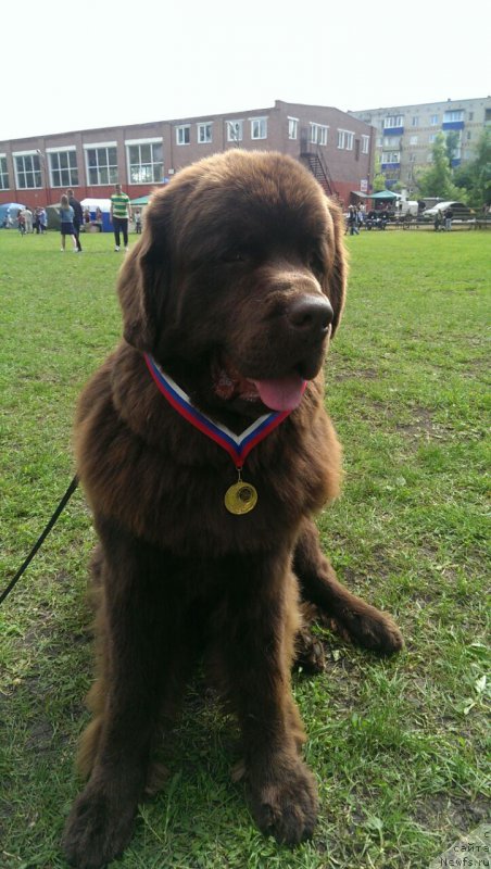 Фото: ньюфаундленд Braunblad MSK Brem Berri (Браунблад МСК Брем Берри)