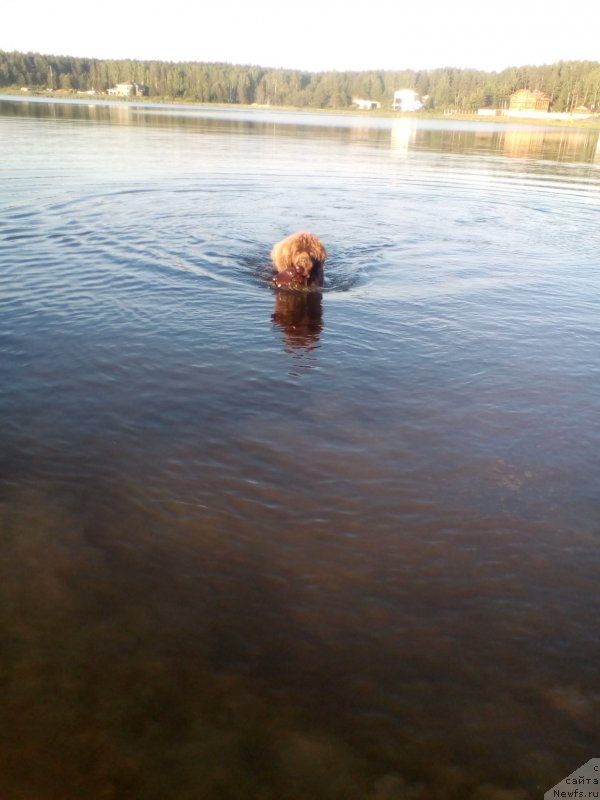 Фото: ньюфаундленд Brownblood MSK Veles Alister (Браунблад МСК Велес Алистер)