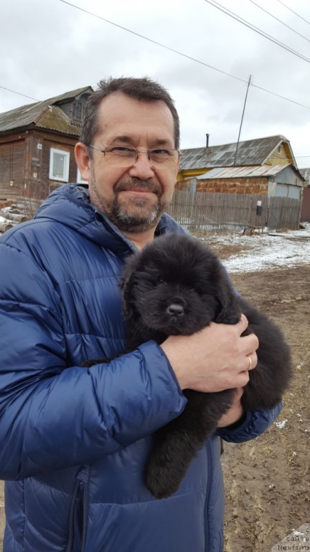 Фото: ньюфаундленд Inviting Look of Love (Инвайтинг Лук оф Лав)