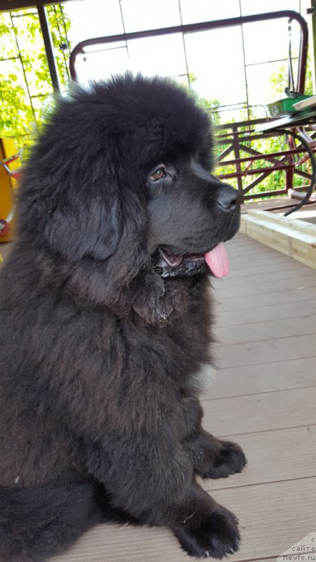 Фото: ньюфаундленд Inviting Look of Love (Инвайтинг Лук оф Лав)