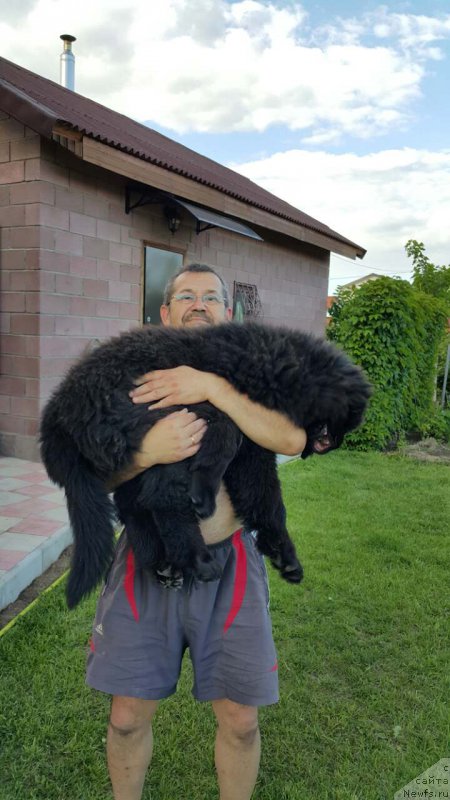 Фото: ньюфаундленд Inviting Look of Love (Инвайтинг Лук оф Лав)