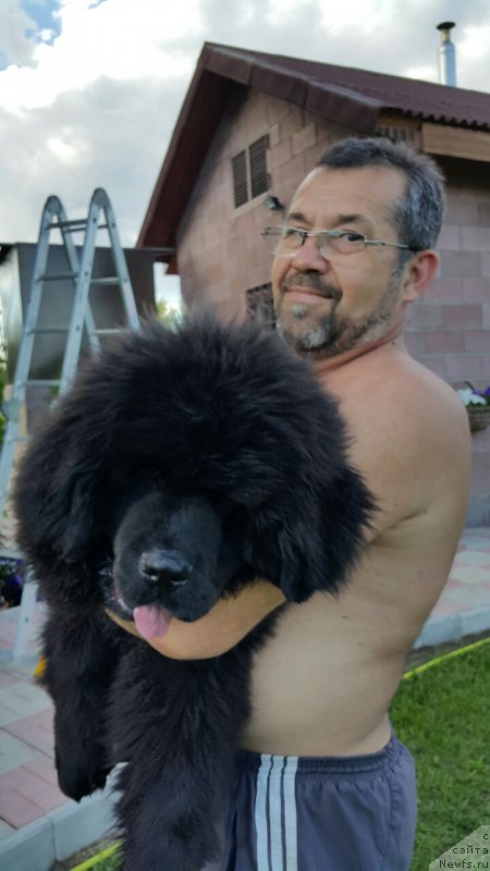 Фото: ньюфаундленд Inviting Look of Love (Инвайтинг Лук оф Лав)