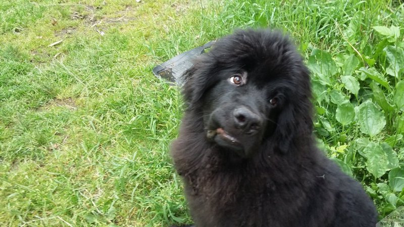 Фото: Irina Hvatyisheva (Ирина Хватышева), ньюфаундленд Belkonder-Klab Perigey (Белкондер-Клаб Перигей)