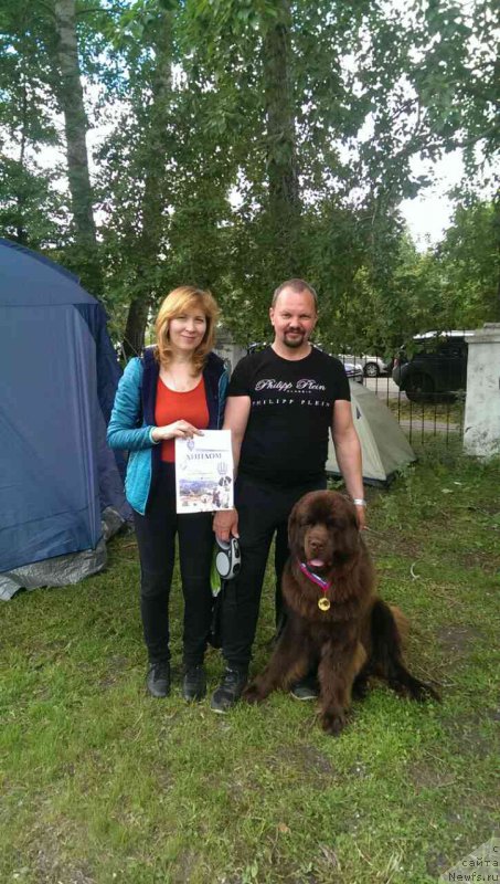 Фото: ньюфаундленд Braunblad MSK Brem Berri (Браунблад МСК Брем Берри)