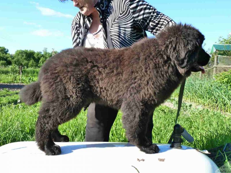 Фото: ньюфаундленд Irada Slavnaya Doch' Matveya (Ирада Славная Дочь Матвея)