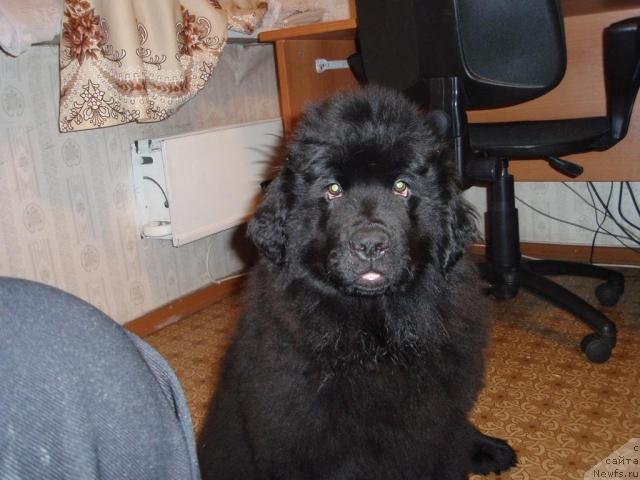 Фото: ньюфаундленд Krasivaya Zateya (Красивая Затея)