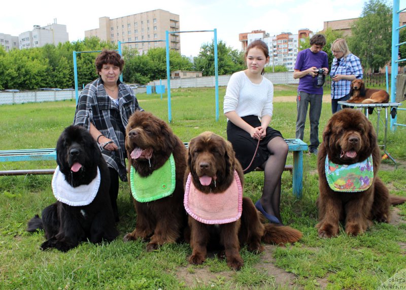 Фото: ньюфаундленд Mercedes Vialiki Miadzvedz (Мерседес Вялiкi Мядзведзь), ньюфаундленд Charmer Denkam Bronze (Чармер Денкам Бронз), ньюфаундленд Brownblood MSK Audi Red Less (Браунблад МСК Ауди Рэд Лэсс), ньюфаундленд Charli The Best Helfi Pel (Чарли Де Бест Хелфи Пэл), Elena SHmeleva (Елена Шмелева), Mariya SHmeleva (Мария Шмелева)
