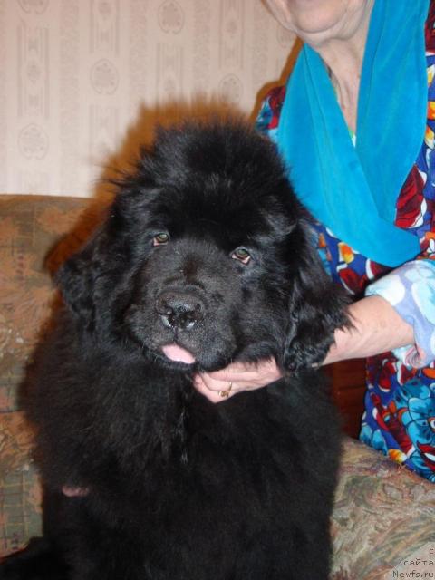 Фото: ньюфаундленд Krasivaya Zateya (Красивая Затея)