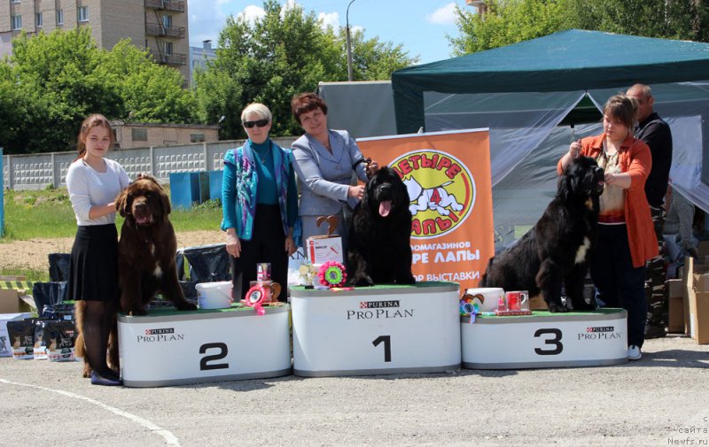 Фото: ньюфаундленд Brownblood MSK Audi Red Less (Браунблад МСК Ауди Рэд Лэсс), Mariya SHmeleva (Мария Шмелева)