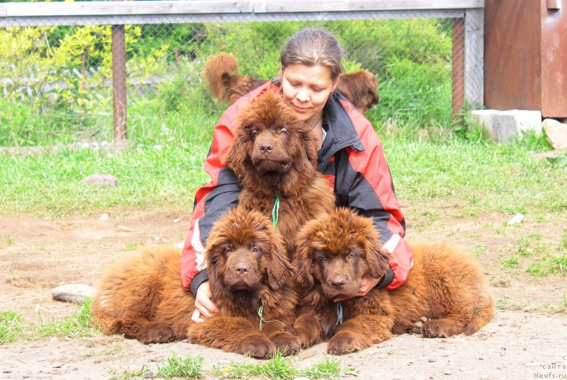 Фото: ньюфаундленд Brownblood MSK Drimi Ein (Браунблад МСК Дрими Эйн), ньюфаундленд Braunblad MSK Djoy Orson (Браунблад МСК Джой Орсон), ньюфаундленд Braunblad MSK Djeyn Vendi (Браунблад МСК Джейн Венди)