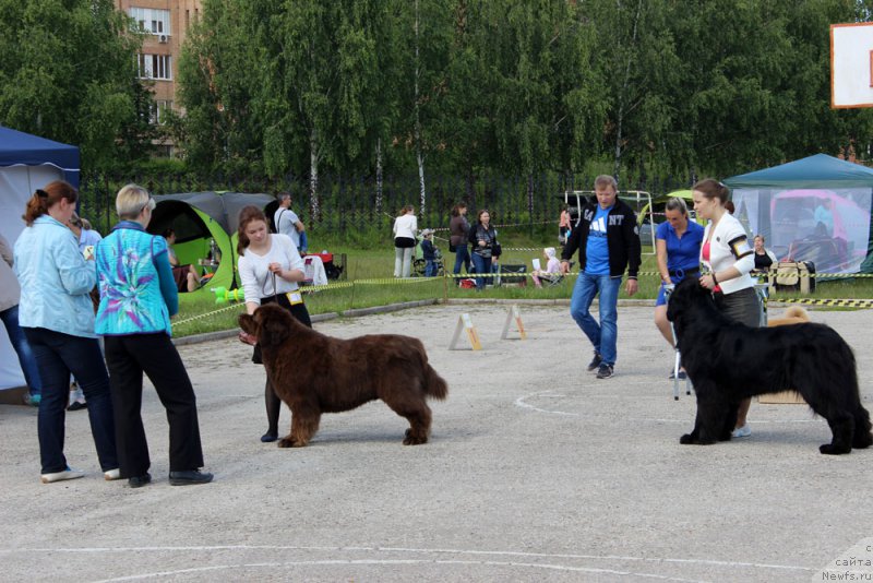Фото: ньюфаундленд Charmer Denkam Bronze (Чармер Денкам Бронз), Mariya SHmeleva (Мария Шмелева)