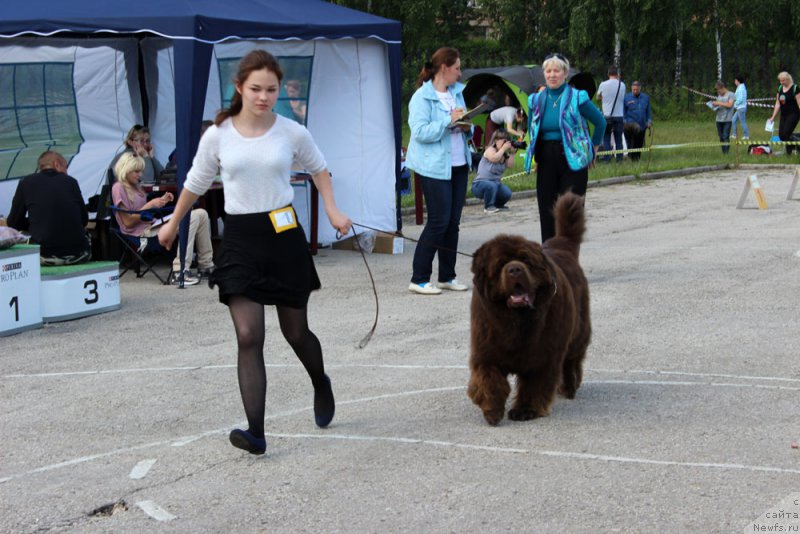 Фото: ньюфаундленд Charmer Denkam Bronze (Чармер Денкам Бронз), Mariya SHmeleva (Мария Шмелева)