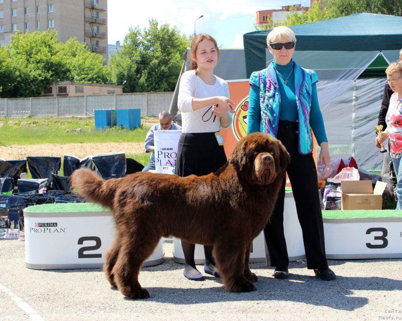 Фото: ньюфаундленд Charli The Best Helfi Pel (Чарли Де Бест Хелфи Пэл), Mariya SHmeleva (Мария Шмелева)
