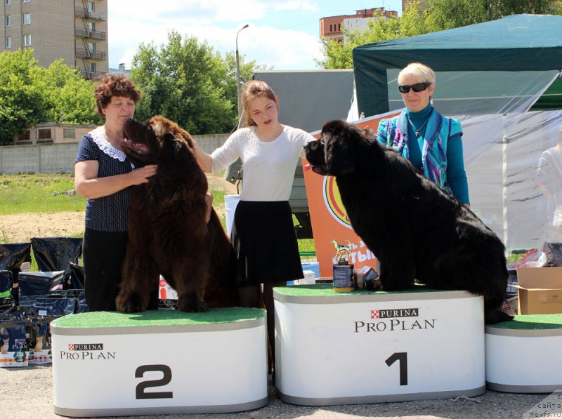 Фото: ньюфаундленд Charli The Best Helfi Pel (Чарли Де Бест Хелфи Пэл), Elena SHmeleva (Елена Шмелева), ньюфаундленд Mercedes Vialiki Miadzvedz (Мерседес Вялiкi Мядзведзь), Mariya SHmeleva (Мария Шмелева)