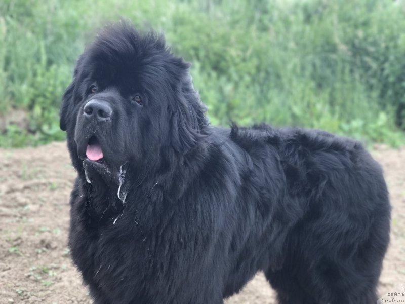 Фото: ньюфаундленд Ih Visochestvo Bishop Karl (Их Высочество Бишоп Карл)