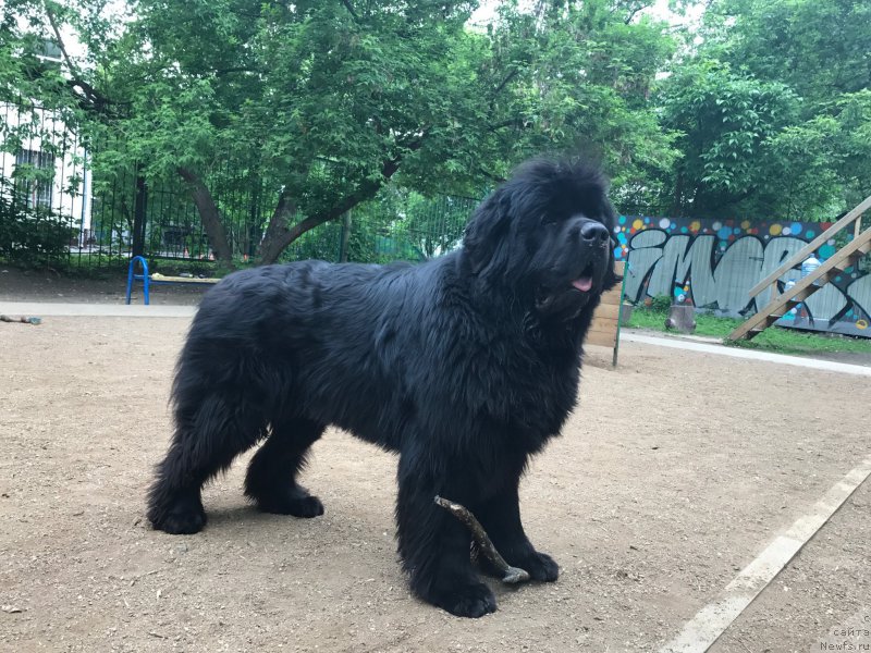 Фото: ньюфаундленд Ih Visochestvo Bishop Karl (Их Высочество Бишоп Карл)