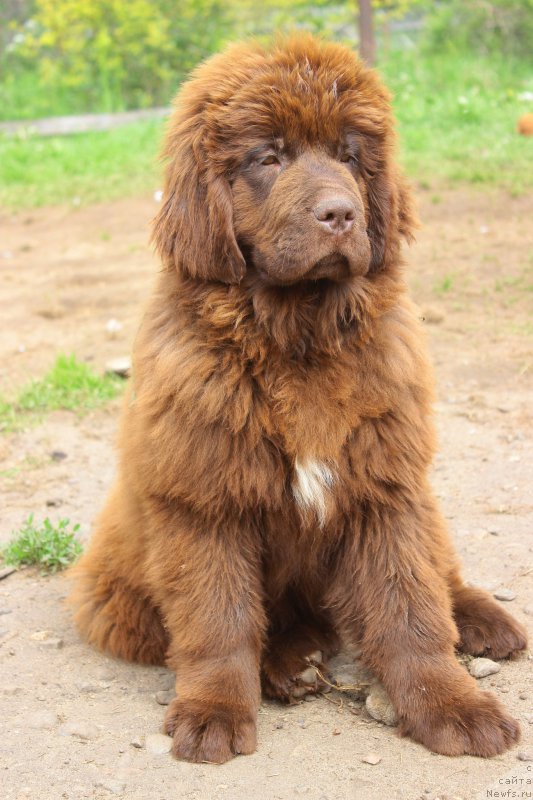 Фото: ньюфаундленд Brownblood MSK Drimi Ein (Браунблад МСК Дрими Эйн)