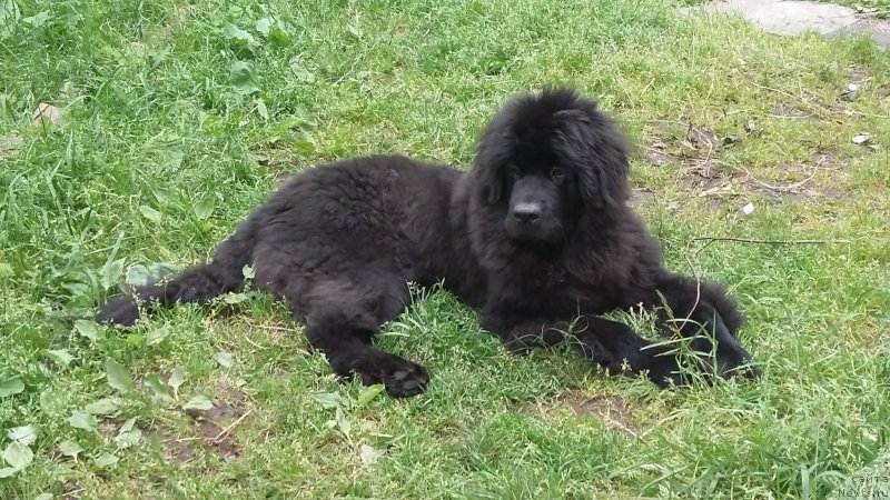 Фото: Irina Hvatyisheva (Ирина Хватышева), ньюфаундленд Belkonder-Klab Perigey (Белкондер-Клаб Перигей)