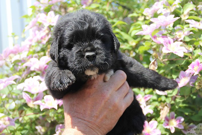 Фотография № 226595