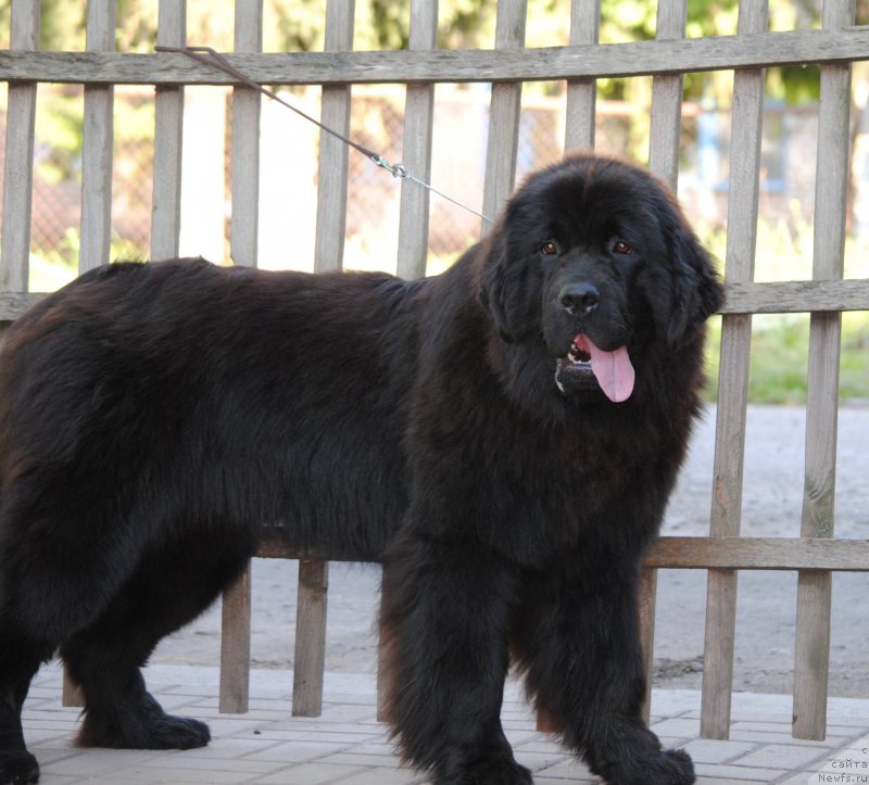 Фото: ньюфаундленд Moya Stikhiya Nastasya Krasa (Моя Стихия Настасья Краса)