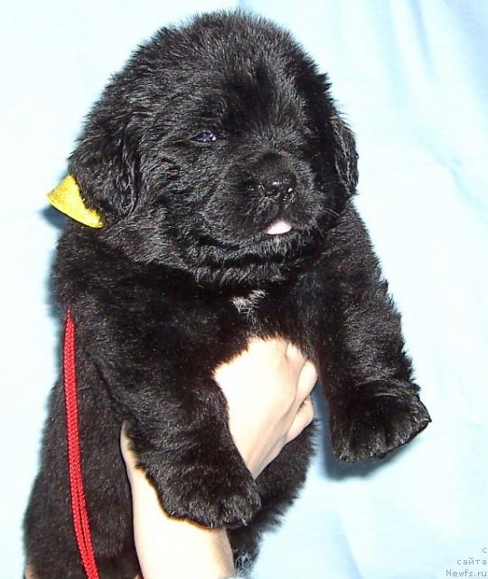 Фото: ньюфаундленд Bianka Vayt Pyerl (Бианка Вайт Пэрл)