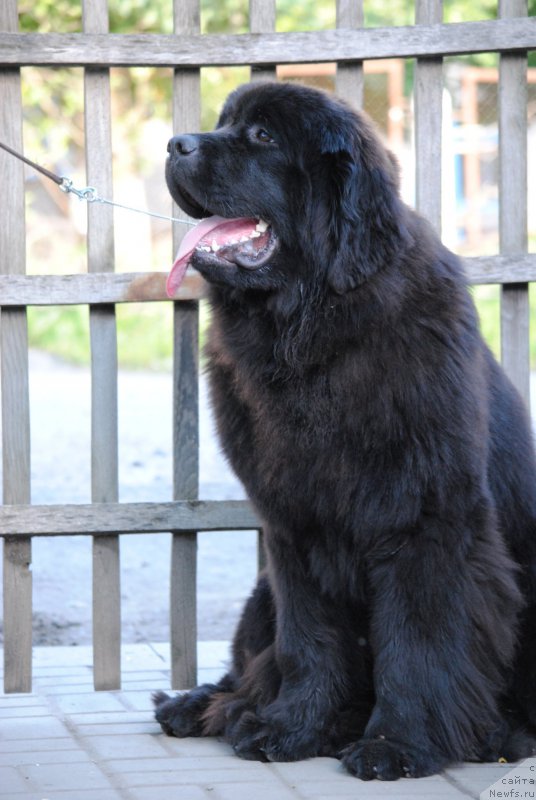 Фото: ньюфаундленд Moya Stikhiya Nastasya Krasa (Моя Стихия Настасья Краса)