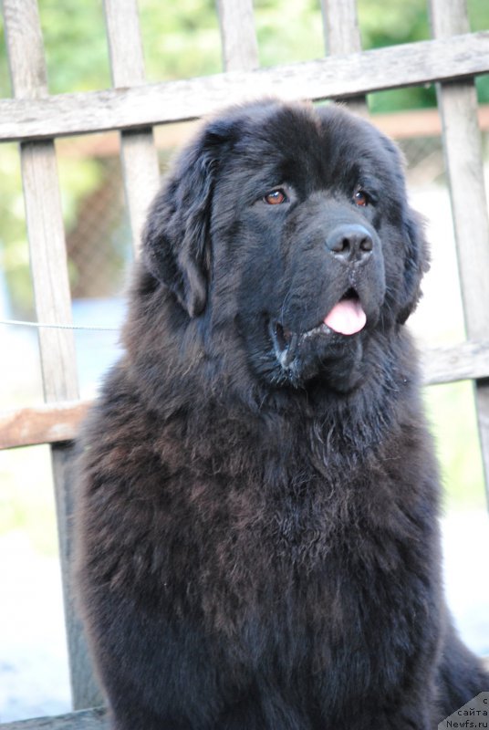 Фото: ньюфаундленд Moya Stikhiya Nastasya Krasa (Моя Стихия Настасья Краса)