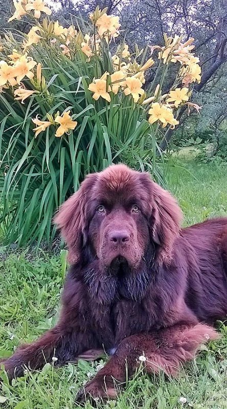 Фото: ньюфаундленд Brownblood MSK Alpina Guardian Soul (Браунблад МСК Альпина Гуардиан Соул)