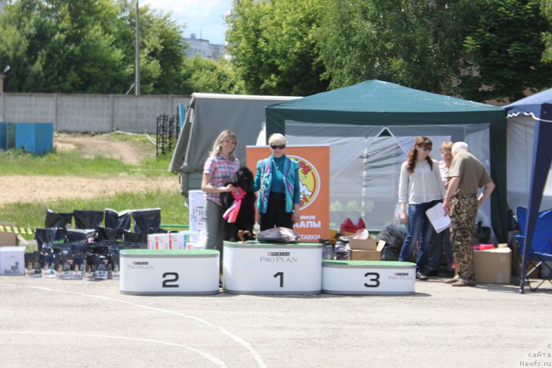 Фото: ньюфаундленд Podvodnaya Odisseya Medeya (Подводная Одиссея Медея)