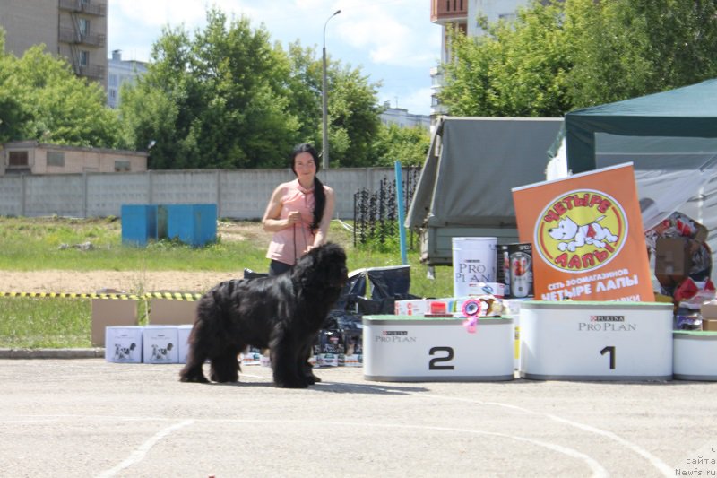 Фото: ньюфаундленд Angelo Orso Amarilli Mia Bella (Анджело Орсо Амарилли Миа Белла)