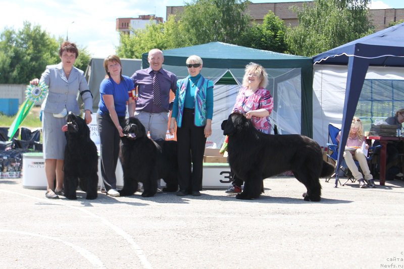 Фото: ньюфаундленд Darkflight Zharkaya Polnoch (Даркфлайт Жаркая Полночь), ньюфаундленд Mnogolikaya Boginya Manifik (Многоликая Богиня Манифик), ньюфаундленд Nazar Vyatskiy Medved (Назар Вятский Медведь)