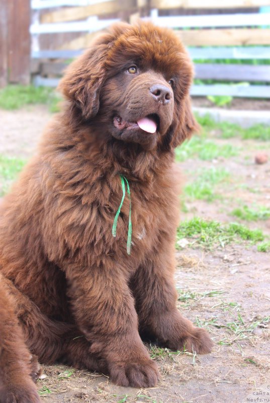 Фото: ньюфаундленд Braunblad MSK Djoy Orson (Браунблад МСК Джой Орсон)