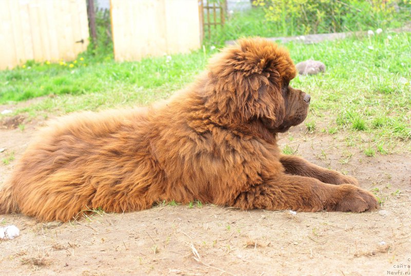 Фото: ньюфаундленд Braunblad MSK Djoy Orson (Браунблад МСК Джой Орсон)
