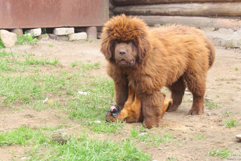 Фото: ньюфаундленд Braunblad MSK Djoy Orson (Браунблад МСК Джой Орсон)